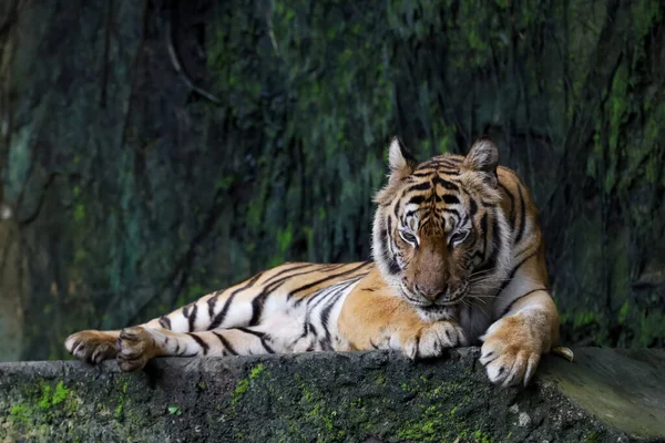 Indochinesische Tiger Aus Nächster Nähe Ist Wunderschönes Tier Und Gefährlich — Stockfoto