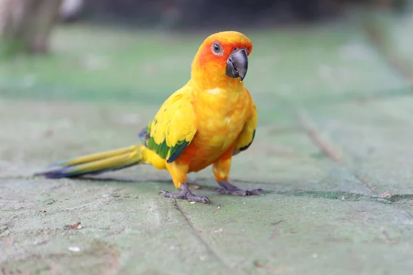 Mini Parrot Bird Floor — Fotografia de Stock