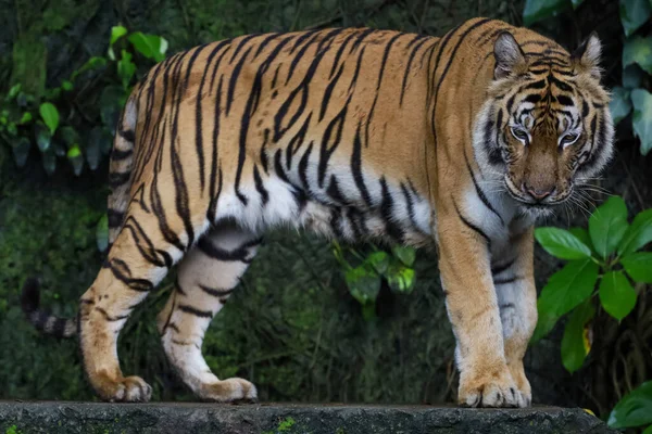 Close Tigre Indocinese Bello Animale Pericoloso Nella Foresta — Foto Stock