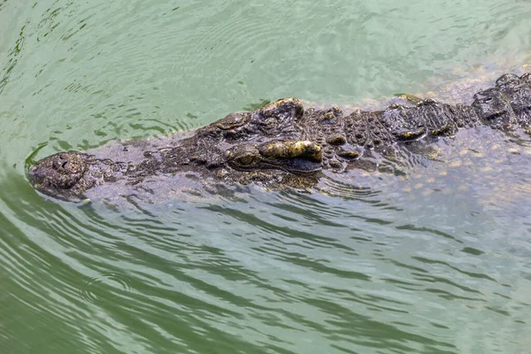 Close Big Head Crocodile Show Head River — Stock Photo, Image