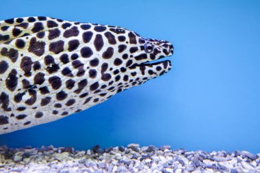 Kafanı kapat Moray yılan balığı.