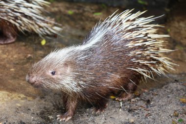 Malaya kirpi hayvanını kapatın. 
