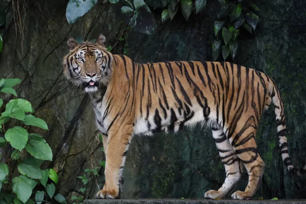 Çinhindi kaplanı çok güzel bir hayvandır ve ormanda tehlikelidir.