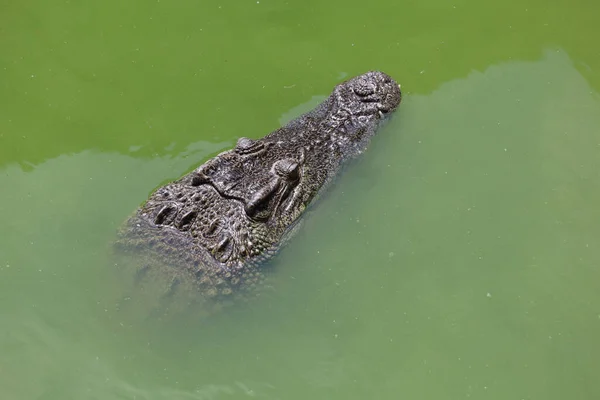 Close up big head crocodile is show head in river