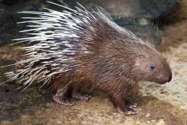 Malaya kirpi hayvanını kapatın. 