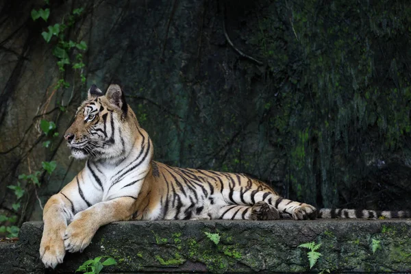 Gros Plan Tigre Indochinois Est Bel Animal Dangereux Forêt — Photo