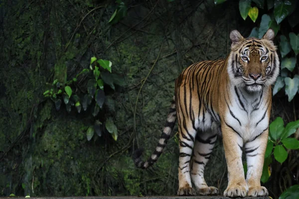 Indochinesische Tiger Aus Nächster Nähe Ist Wunderschönes Tier Und Gefährlich — Stockfoto