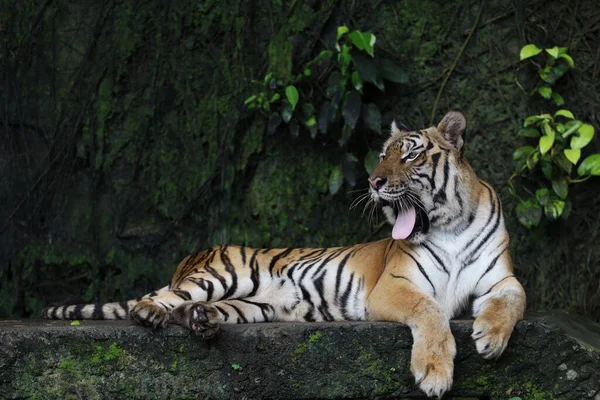 Zamknij Się Indochinese Tygrys Jest Piękne Zwierzę Niebezpieczne Lesie — Zdjęcie stockowe