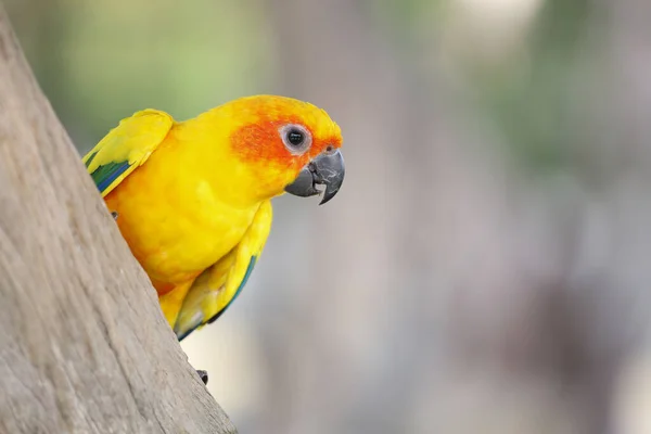 Liten Papegoja Fågel Piska Träd — Stockfoto