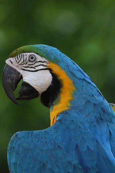 Крупним Планом Синьо Жовтий Макаронний Папуга Саду — стокове фото