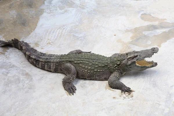 Fechar Cabeça Grande Crocodilo Perigo Animal Vida Selvagem — Fotografia de Stock