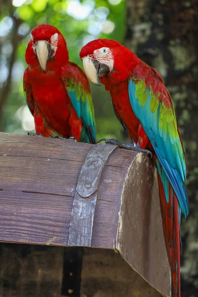 Κοντινό Κεφάλι Κόκκινο Πουλί Παπαγάλος Macaw Στον Κήπο — Φωτογραφία Αρχείου