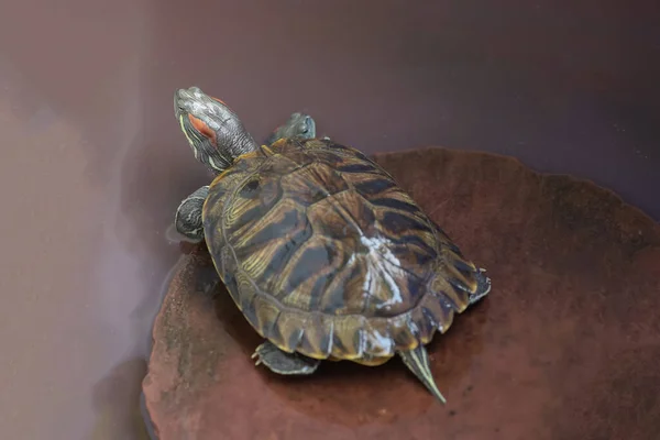 Aus Nächster Nähe Ist Die Rotohrschildkröte Ein Haustier Und Bleibt — Stockfoto