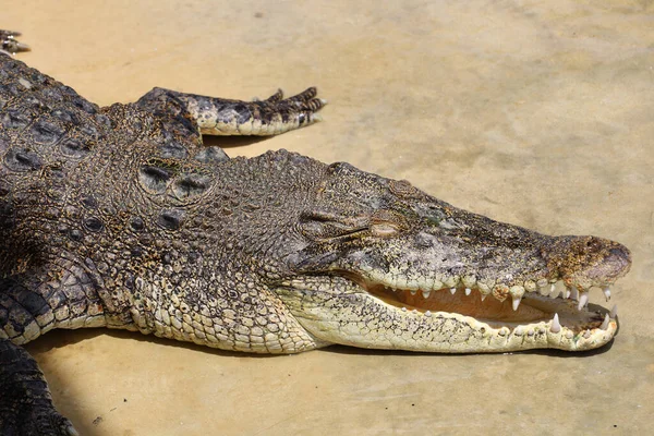 Close Big Head Crocodile Sleep — Stockfoto