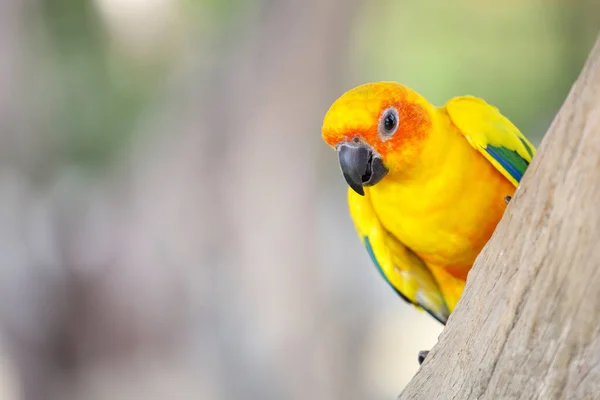 Mini Pássaro Papagaio Árvore Pau Imagens Royalty-Free