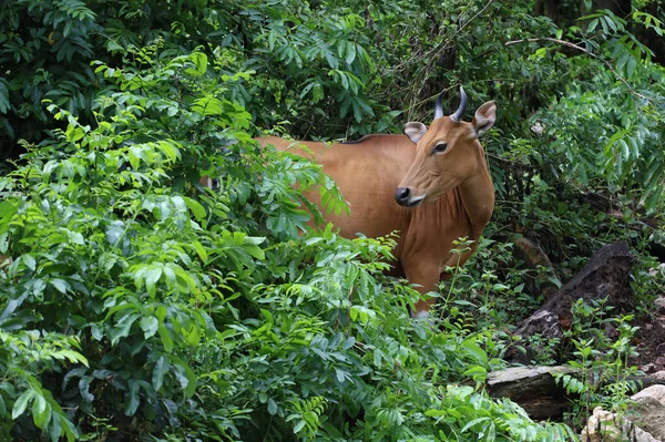 The female red cow in nature garden