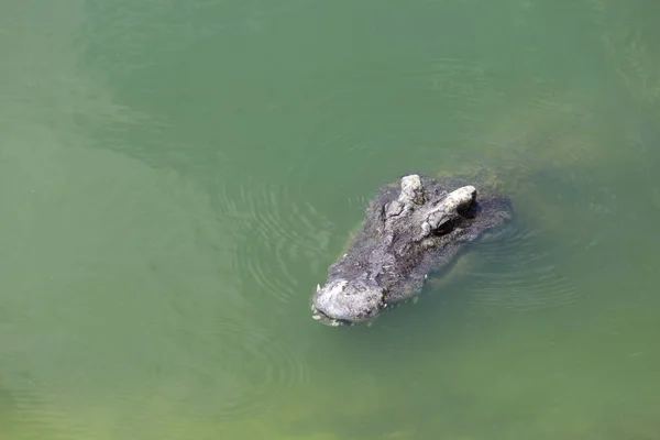 Close up big head crocodile is show head in river