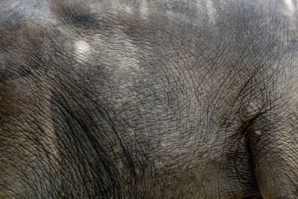 Zamknij Się Skóra Słonia Jest Duże Dzikie Zwierzę Dla Tekstury — Zdjęcie stockowe