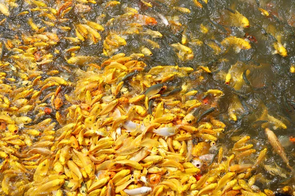 Группа Золотой Карп Рыбы Воде Красива — стоковое фото