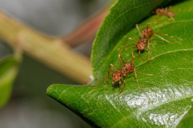 Doğa bahçesindeki yeşil yapraklı kırmızı karıncayı kapat.