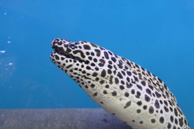 Kafanı kapat Moray yılan balığı.