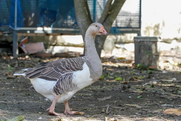 The gray goose and white goose group background in garden at thailand
