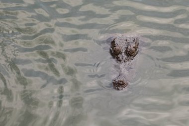 Koca kafalı timsah nehri boyladı.