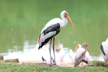 Bahçedeki Boyalı Leylek Kuşu (Mycteria leucocephala)
