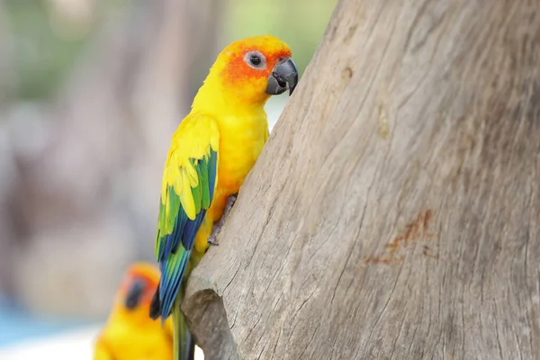 Liten Papegoja Fågel Piska Träd — Stockfoto