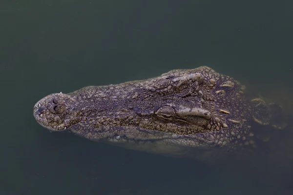 Close Crocodilo Cabeça Grande Mostrar Cabeça Rio — Fotografia de Stock