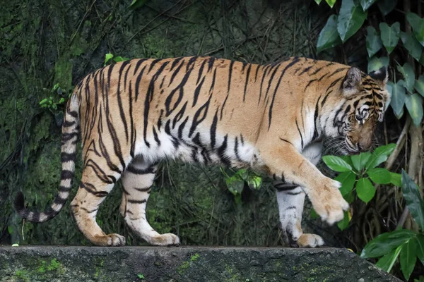 Κοντινό Πλάνο Ινδοκίνα Τίγρης Είναι Όμορφο Ζώο Και Επικίνδυνο Στο — Φωτογραφία Αρχείου