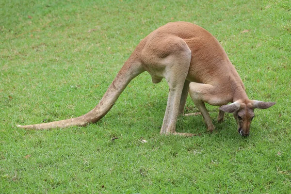 Kangaroo Stay Eat Grass Garden — Stock Photo, Image