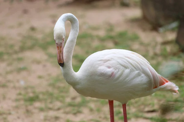 Close Head Flamingo Garden — 스톡 사진