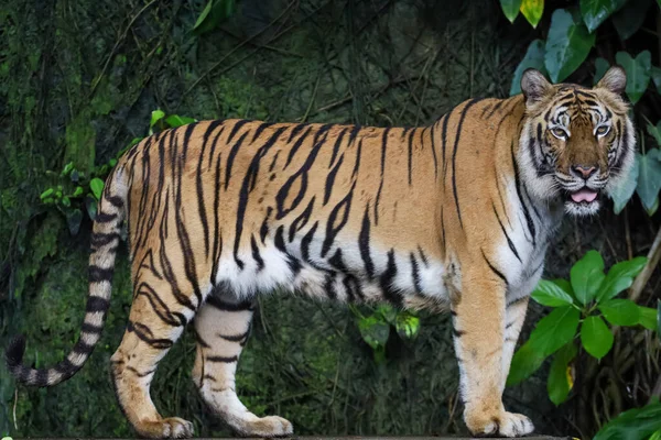 Zblízka Indický Tygr Krásné Zvíře Nebezpečné Lese — Stock fotografie