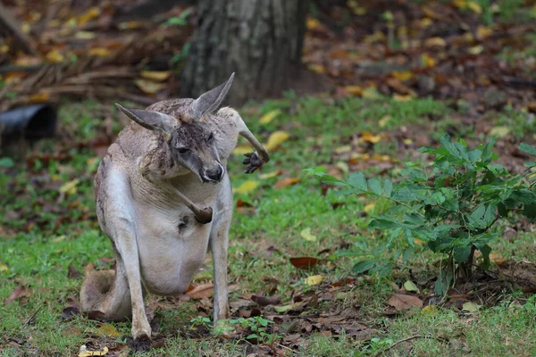 Kangaroo Stay Garden — Stockfoto