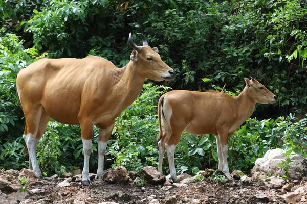 The female and baby red cow in nature garden