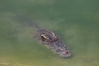 Koca kafalı timsah nehri boyladı.