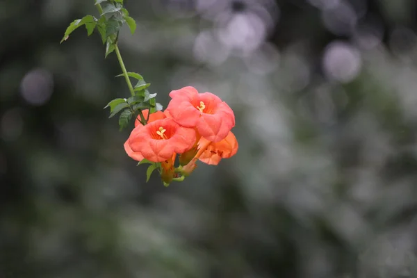 Flower Orange Nature Background — Fotografia de Stock