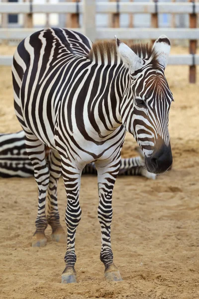 Burchell Zebra Farm Thailand — Stock Photo, Image