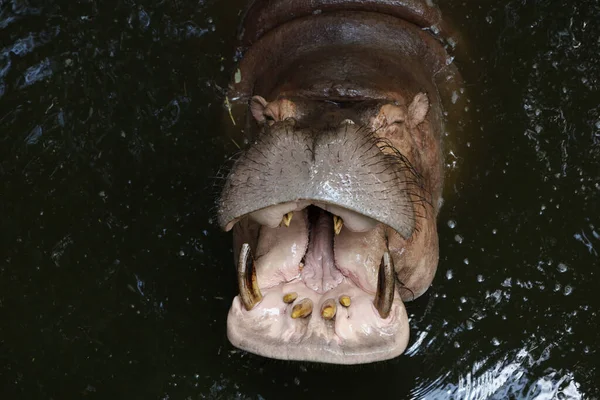 Close up head The Big hippopotamus is float in river
