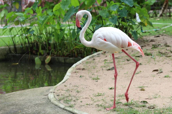 Flamingo Stand Nature Garden — Fotografia de Stock
