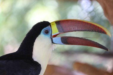Tahtadaki Toco Toucan kuşu. 
