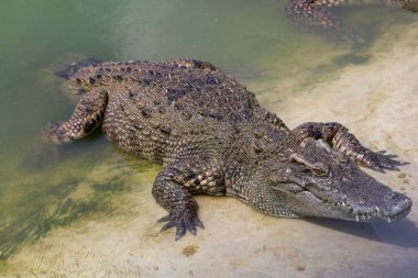 Kanal yakınlarında nehirde yüzen tuz timsahı. 