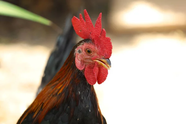 太兰花园自然农场的斗鸡 — 图库照片