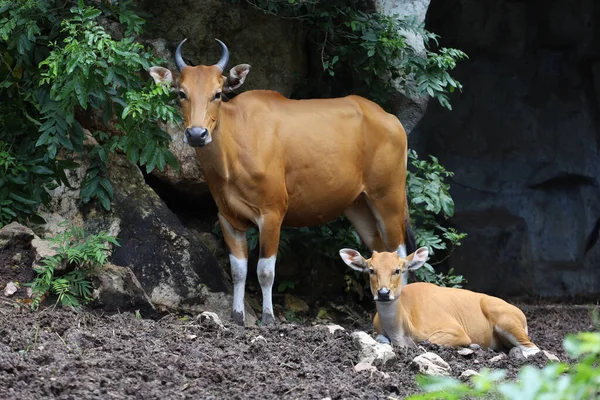 Vache Rouge Femelle Bébé Dans Jardin Naturel — Photo