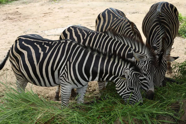 Família Burchell Zebra Está Comendo Fazenda — Fotografia de Stock