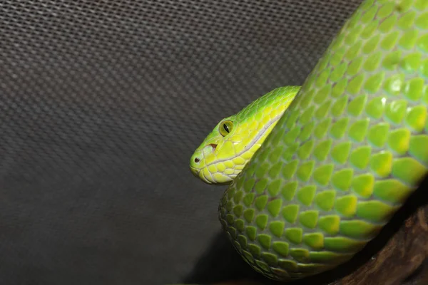 Gros Plan Vipère Serpent Vert Sur Arbre Thaïlande — Photo