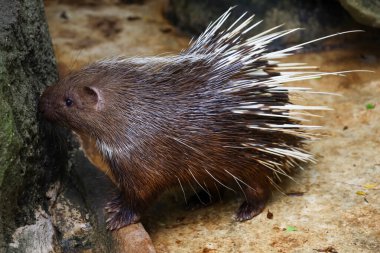 Malaya kirpi hayvanını kapatın. 