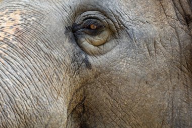 Close up The elephant Eye and Skin is big wildlift animal for texture and pattern skin