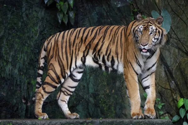 Närbild Indokinesisk Tiger Vackert Djur Och Farligt Skogen — Stockfoto